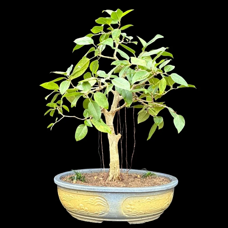 FICUS AMPLISSIMA (PEEPRI)